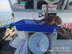 [진해] "여밭돌문어" 개인13수12수10수외 중치들과 대물들 마릿수 팍… 사진