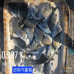 병산 감성돔35외 마리수 선외기&덴마흘림조황~