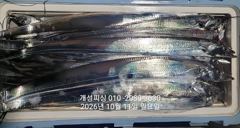 [진해] 준내만 텐빈 은빛 갈치 3지급 느나느나 조황 오늘 무조건 출항 …
