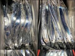 [12일입항] "내만갈치" 듬직한 손맛보며~신나게 담아왔어요!!…