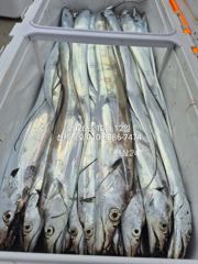 10월12일 철수 통영갈치낚시 신세계호 조황정보