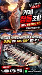 10.12 [경주] (씨스타호) 매일 쿨러 가득! 경주 삼치&방어 어군이 어마어마합니다