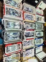 10월 12일 갈치 출조 후기
