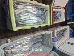 [통영만선피싱] 갈치다녀왔습니다^^ 씨알도, 마릿수도 굿!! 씨알 좋아진듯~~ 기상악화로 15일 목요일부터 정상출조!! 자리여유 예약가능!! 예약문의주세요^0^*
