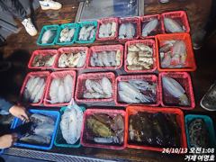[무늬오징어]12일 무늬오징어 출조소식입니다