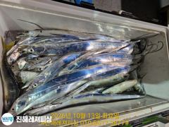 [진해] 내만칼치ㅡ씨알.마릿수 초대박~어마어마하게 퍼담고(오늘 예약가능) 사진