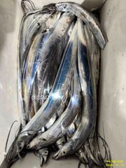 여수그린나래호/10일입항,11일입항 양일간 여수내만갈치낚시조황 !!(계속해서 예약가능) 사진