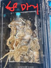 [남해] 왕왕왕주꾸미, 오전타임만 해서 1인당 60마리씩. 이번 주말 선… 사진