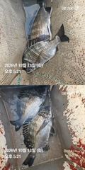 [거제] 거제 ( 어구 일성호 ) 감성돔 ! 선장 조황