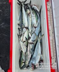 (씨스타호) 13일 경주 삼치 조황! 쿨러 먼저 채우고 대삼치·방어 공략 성공! 사진
