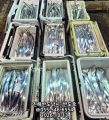 [진해] 13일,내만갈치,호조황연속,엄청나게 나옵니다,매일출항(목,금~예…