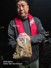 10/13일 용궁1호 야간문어 철수조황입니다