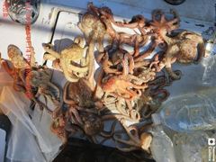 <<10/13 돌문어 비바람통에도 7분 94수>>