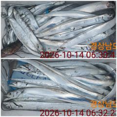 10.14 [통영] 칼치쿨러조황입나다 오늘 오후 4시 출조합니다 사진