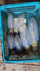 팁런무늬오징어 장원18수 오늘자리여유많습니다 사진