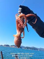 (문어)14일 조황 원도권 키로~중량급 이만큼 홍부장피싱(15일 예약)