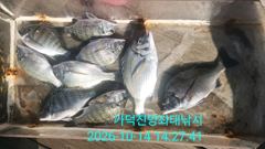 [부산] 가덕천성진양 감성돔 좌대조황 20261014 수 사진