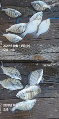 [거제] 거제 ( 어구 일성호 ) 감성돔 손맛 ! 전마선 조황