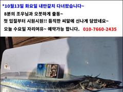 [진해] [14일입항] "내만갈치" 3지이상까지!! 빵빵한 씨알들 묵직해…