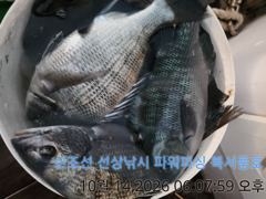 [부산] 북서풍호 14수 오후 감성돔 조황