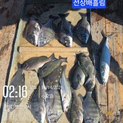 병산 감성돔38외 마리수 선상배&선외기및덴마 흘림