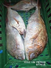 참돔.왕전갱이 조황.; 사진
