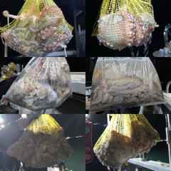 15일)문어 출조 모집합니다. 키로급 다수 마리수 히트~