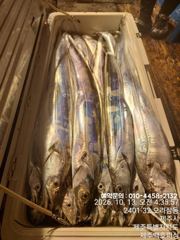 !!!제주 백호피싱!!! 10월 11~12일 야간갈치 조황