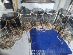 1   [통영] 바람구디 야간문어 조황~ 1