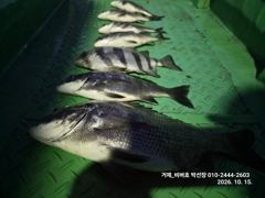 "거제 비버호" 야간 감성돔 4짜외 참돔 씨알급 마리수 조황(16일 예약가능).