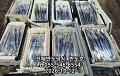 내만갈치,대박행진,엄청나게 나옵니다.오늘출항(목,금~예약가능)