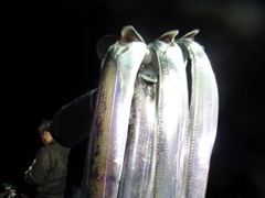 우와...대.왕갈치들..여기저기서..3.4.5지급...초.대박..전원.만쿨...도장.행진..잔치...오늘긴급예약주심(자리여유)..16일(금요일)예약주심(자리여유).보물포인트로..외줄. 사진
