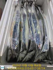 내만칼치ㅡ마트용 씨알급으로 퍽퍽퍽 손맛좋고 쿨러가득(오늘예약가능)