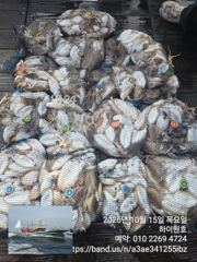 15일, 군산은 갑오징어 천국~같은 시즌 역대급 조황들~내일도 갑니다~군산낚시프라자 하이원호