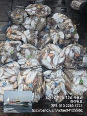 10월 15일 갑오징어 조황입니다~^