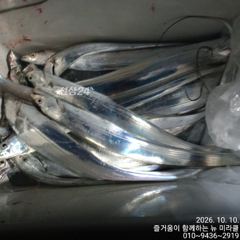 9일 뉴미라클 야간내만갈치