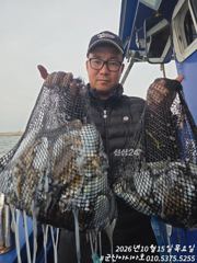 [군산아시아호] 갑오징어 굿굿조황