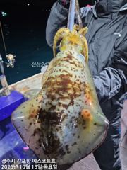 [경주] 겁나게 큰~~무늬오징어 1,6kg 주간 대삼치및방어. 야간 무…