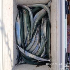 [사천] (사천저도좌대&펜션)10월15일 저도좌대 조황