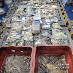 쭈꾸미~♪ 10.15( 목요일 ) [[[ 무창포프로낚시 ]]] <<<<< 빅 마 린 >>>>> 쭈 꾸 미 조황보고....