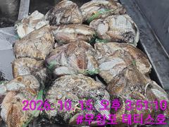 10/15 쭈꾸미 갑오징어 조황