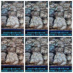26시즌 10월 15~16일 군산 뉴 블루스타호 쭈꾸미 37,38일차 물때 쭈꾸미 & 찰 갑오징어 낚시 마릿수 조황. 사진