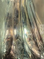 [거제] 텐빈으로 3지이상 20키로...서쪽 새갈치 입성