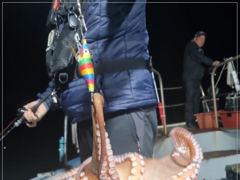 사량도 야간문어 조황~ 오늘 17시