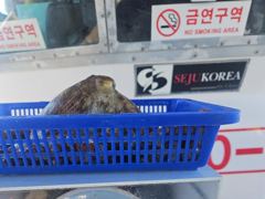 [진해] "여밭돌문어" 1400g1200g1000g외 개인 2자리수들로 …