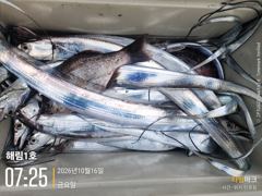 ((해림1호))내만겟바위 루어 갈치 조항~
