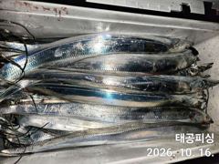 [진해] 와우 내만갈치 16일 역대급 씨알 만쿨까지 ~ 금,토 예약가능