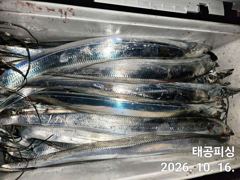 [진해] 내만갈치 16일 조황 역대급 씨알 만쿨까지 ~ 금,토 예약가능
