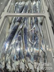 [진해] 16일입항 먼바다왕갈치외줄 초반부터 줄타기만쿨쿨러조황 예약가능