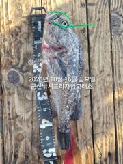 16일,"대광어"개우럭 시즌~참돔,열기등 다양한 어종~다잡아~실시간~내일도 갑니다~~군산낚시프라자 범고래호 사진